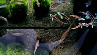 Rainbow shiners  Notropis chrosomus [upl. by Dyob]