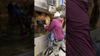 🐄✨ Big Cows amp Farm Girls ✂️ Milking amp Tail Trimming Up Close [upl. by Ashla]