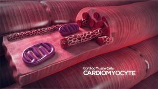 How the Heart Works Video Cardiomyocyte [upl. by Eiuqcaj462]