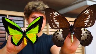 Goliath Birdwing Second BIGGEST Butterfly Species Ornithoptera goliath Drawer of the Week Ep14 [upl. by Etrem]