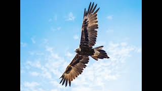 Wedge Tailed Eagle Sound Effect [upl. by Butte]