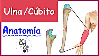 Anatomía de la ULNA  CÚBITO  Explicación Fácil y Dinámica [upl. by Duvall985]