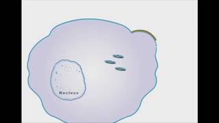 Oseltamivir And Zanamivir antiviral animation [upl. by Therron621]