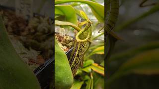 Nepenthes platychila x vogelii [upl. by Rednasyl]