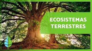 ECOSISTEMAS TERRESTRES Características y TIPOS 🏔️🏜️ [upl. by Bennet734]