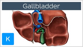 Gallbladder  Definition Function amp Location  Human Anatomy  Kenhub [upl. by Paderna746]