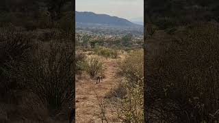 A leopardess on the prowlSamburu National ReserveKenya [upl. by Duquette]