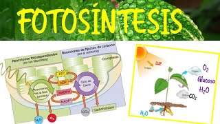 Fotosíntesis ‐ Biología  Semana 5 [upl. by Phemia]