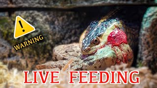 Garter Snake Eats Toad Time Lapse Speed x1000 [upl. by Vacla]