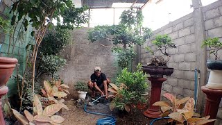 Feeding the turtle doves and cleaning the aviary pool [upl. by Blynn]