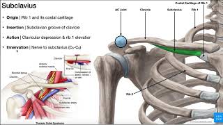 The Subclavius Muscle  Anatomy amp Function O I N A [upl. by Irving327]