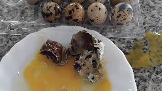 ASMR SMASHING AND CROCKING THE TINY EGGS [upl. by Brittni]