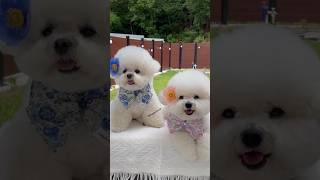 Teacup Pomeranian dog price  Pomeranian dog price  smallest dog price viral shorts price dog [upl. by Onid536]