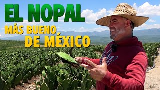 EL NOPAL QUE COMEN en LOS ANGELES SE DA en JALPA Zacatecas [upl. by Yorgerg]