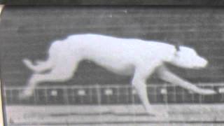 muybridge dog running [upl. by Dnomra620]