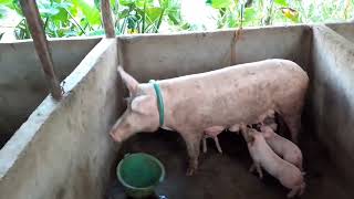 PIGGERY FARM 🐖 backyard life in bukidnon [upl. by Ehud785]