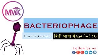 What is Bacteriophage  new lecture  Urdu and Hindi Version [upl. by Eldredge]