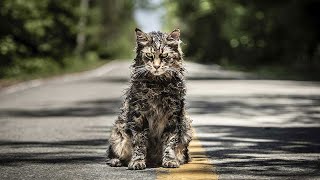 20 Películas similares a Cementerio de animales 2019 [upl. by Hnil]