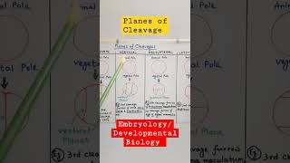 Planes of Cleavage embryology developmentalbiology [upl. by Aisa]