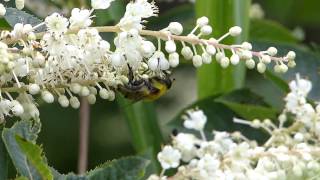 Mallota Flower Fly Nectaring フタガタハラブトハナアブ♀がリョウブに訪花吸蜜 [upl. by Dewar847]