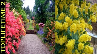 6 Árboles Ornamentales Para Jardín Pequeño [upl. by Wynne615]