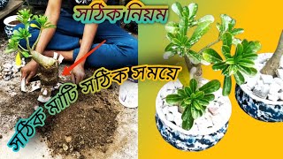 adiniam pelant ripot sothik niom bonsai plants 🌱🌱 [upl. by Absalom]