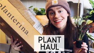 Houseplant Unboxing My 1st Time Ordering Plants Online [upl. by Neerhtak]