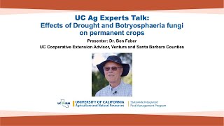 UC Ag Experts Talk Effects of Drought and Botryosphaeria Fungi on Permanent Crops [upl. by Goldshell]