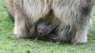 Baby Wombat in mums pouch [upl. by Alicea]