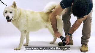 ✅ Soporte de tarso con férulas metálicas para perro Ortocanis [upl. by Aryan152]