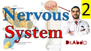 14Sympathetic amp Parasympathetic Nervous System 22  مقدمة عن التشريح  سنة أولى طب  A1 1720 [upl. by Pubilis]