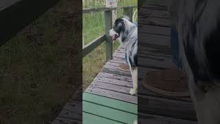 AUSSIE PUPS  NOKI AND NAULI NAJA australianshepherds cabin dog porches trees mountains fun [upl. by Gnilrets]