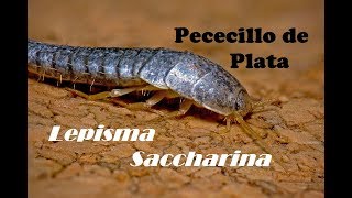 Lepisma Saccharina Pececillo de Plata [upl. by Peregrine404]