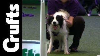 Flyball  Team Quarter Finals  Day 2  Crufts 2012 [upl. by Griffie]