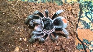 Grammostola alticeps [upl. by Asselam]