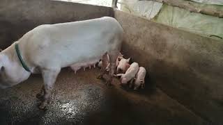 PIGGERY FARM PIGLETS 25 DAYS OLD HURRY UP MGA buyer ready to sale [upl. by Manton997]