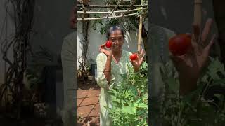 How I use Nattu amp Banglore Tomato [upl. by Jaylene]