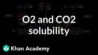 O2 and CO2 solubility  Respiratory system physiology  NCLEXRN  Khan Academy [upl. by Idelle362]