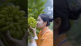 Harvesting budhas hand fruit go to market sell harvest harvesting farmlife [upl. by Ainessej546]