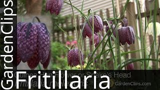 Guinea Hen Flower or Snakes Head  Fritillaria meleagris  How to grow Fritillaria [upl. by Nero]