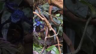 лягушка 🐸 голубой древолаз dendrobates azureus [upl. by Lavery238]