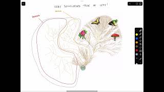 Phylogenetic Trees [upl. by Atiekahs]