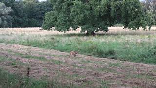 Kurzansitz im Sommer auf einer Waldwiese  Jagdkrone [upl. by Nero]