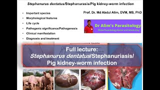 Stephanurus dentatus infection Cause morphology life cycle pathogenesis diagnosis and treatment [upl. by Hanikas517]