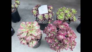 Aeonium on sale 150 for a set 4cluters at Mimi’s nursery 7144891876 [upl. by Taber816]