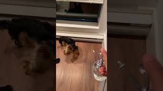 Yorkshire Terrier Gets Scared Watching Mom Misting Plants  Funny Yorkie Reaction [upl. by Evets51]