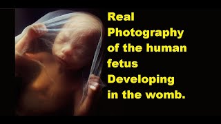 Real Photography of the human fetus growing in the womb [upl. by Elletnuahs]