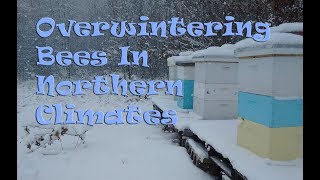 Overwintering Bees In Cold Climates [upl. by Howlond]