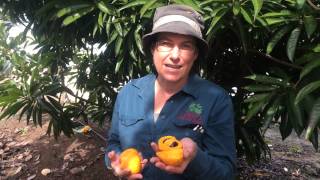 Canistel  Emma  Canistel or Yellow Sapote variety Emma [upl. by Earesed]