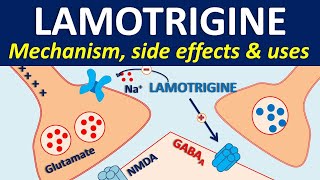 Lamotrigine  Mechanism side effects drug interactions amp uses [upl. by Dinsdale]